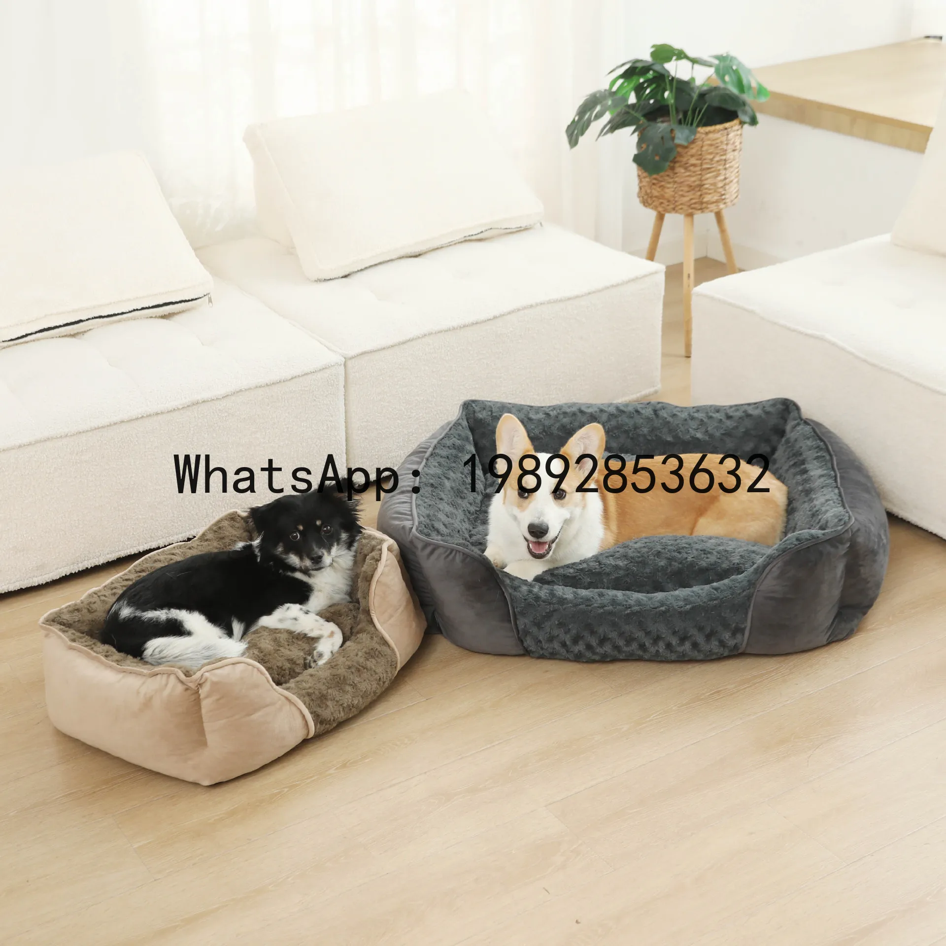 X niche pour chat, chenil semi - Pet X Supplies & Tack avis et prix